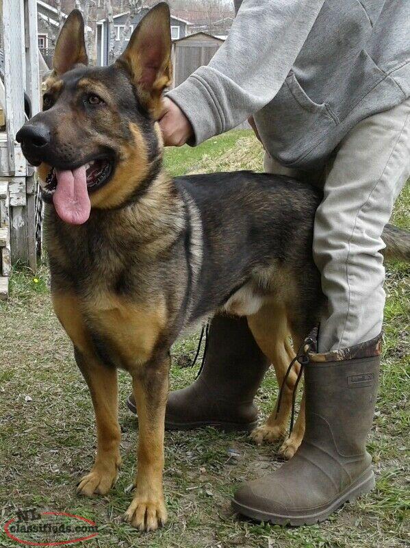 Norwegian Elkhound Shepherd mix dog Paradise, Newfoundland Labrador