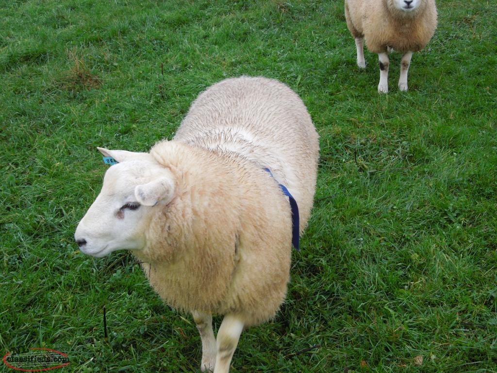 Purebreed Texel Sheep for Sale Whitborne, Newfoundland Labrador NL