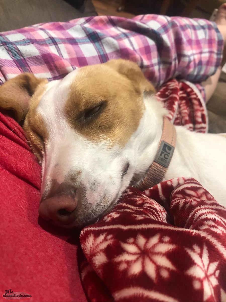 Looking to re home my 1 year old dog - St. John’s ...