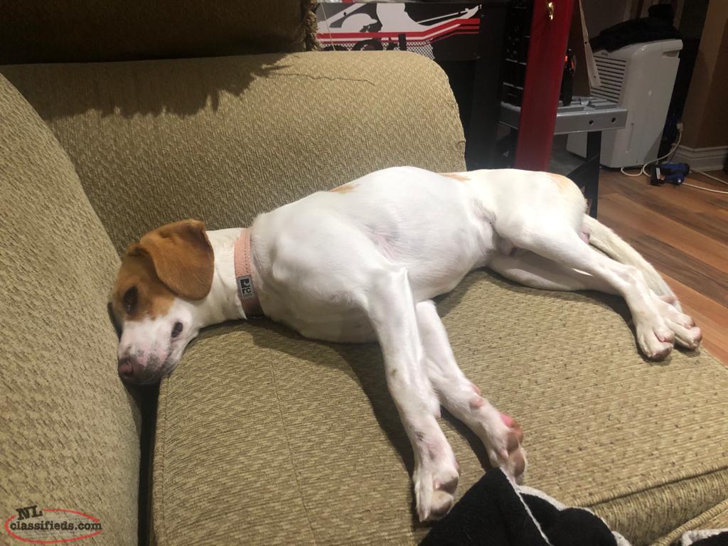 Looking to re home my 1 year old dog - St. John’s ...