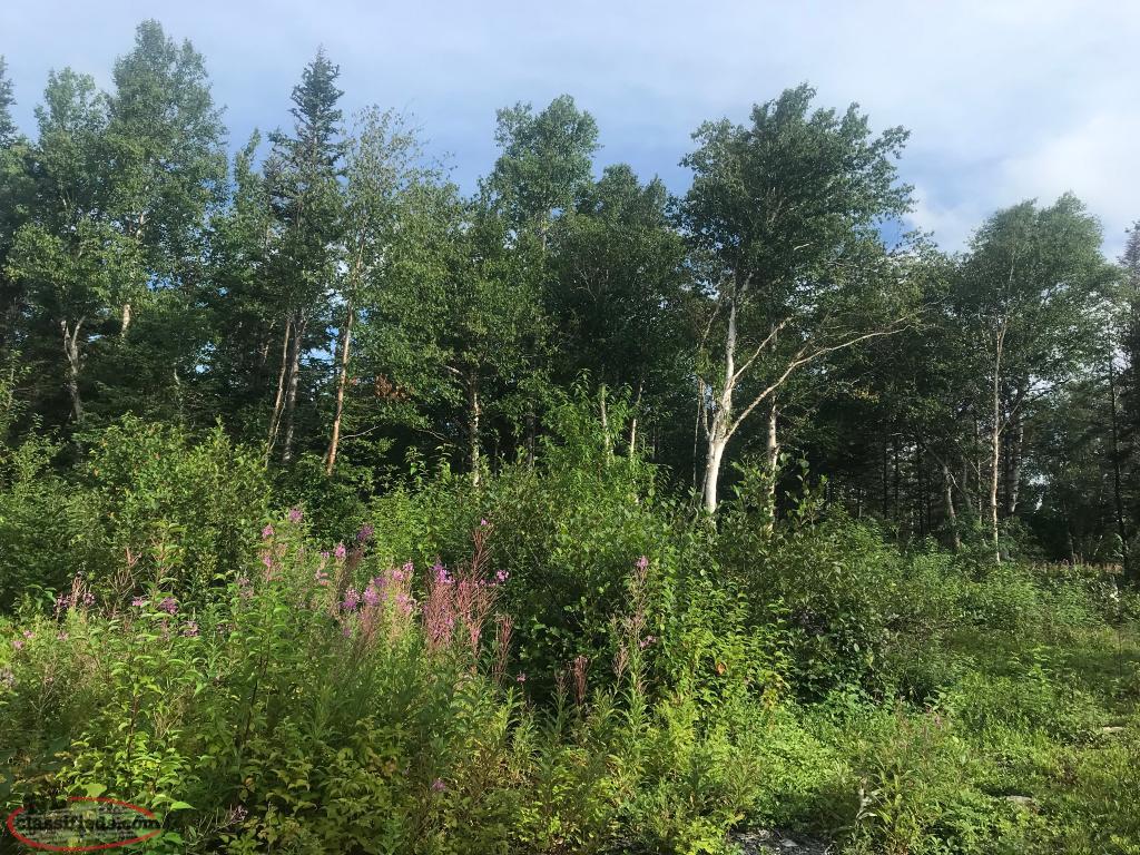 Thorburn Lake Building Lot Thorburn Lake, Newfoundland Labrador NL