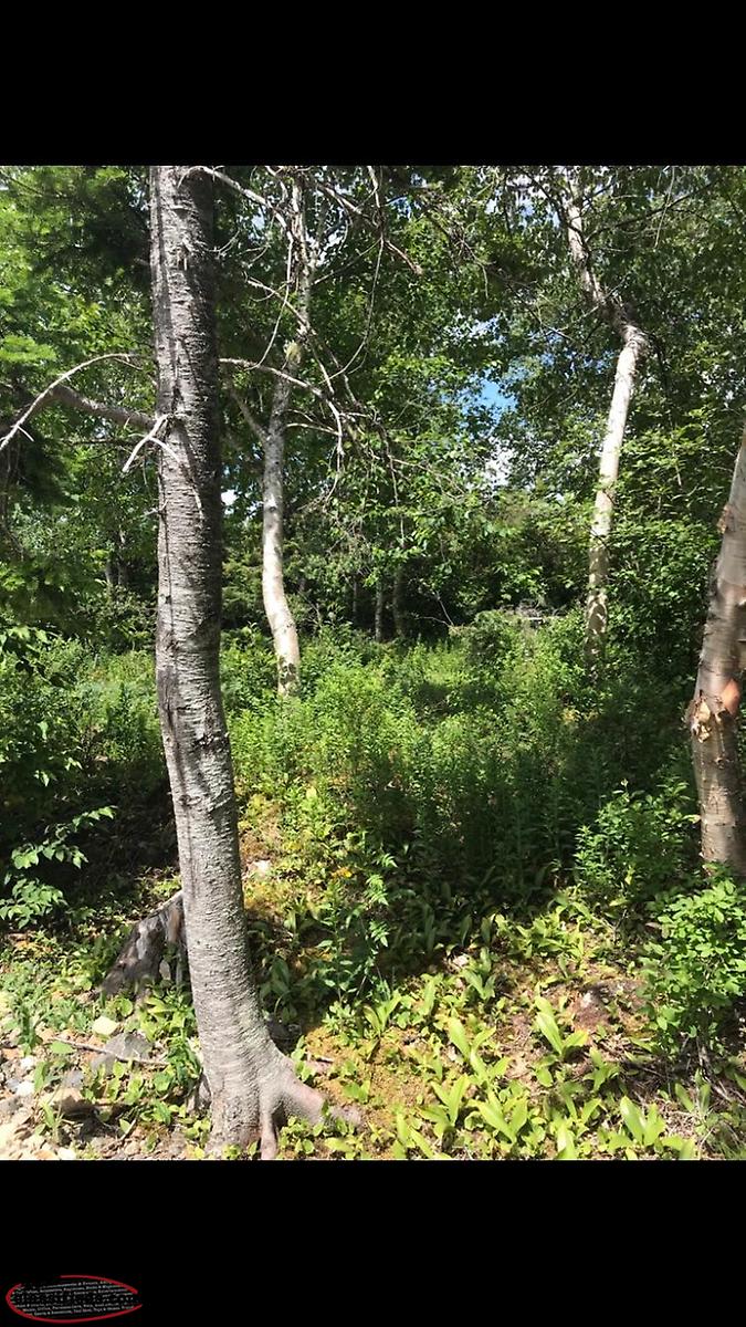 Pond side property for sale, Lethbridge NL Lethbridge, Newfoundland