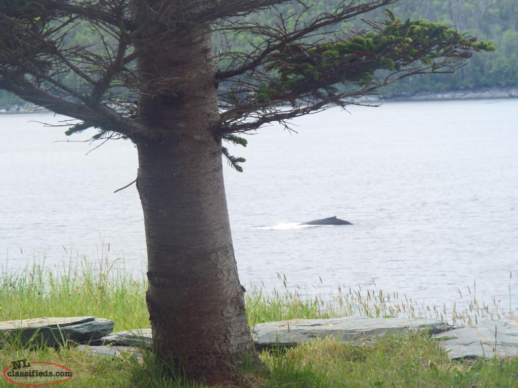 1/2 Acre Oceanfront Property Cape Broyle, Newfoundland Labrador NL