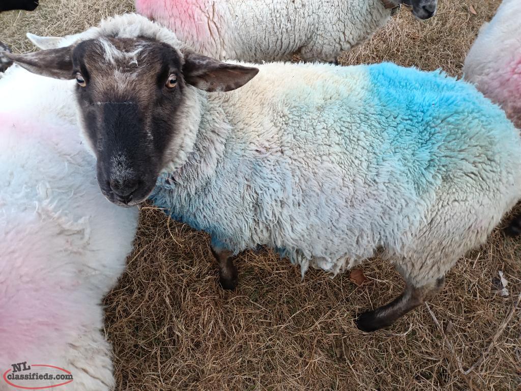 Ram For Sale Old Perlican, Newfoundland Labrador NL Classifieds