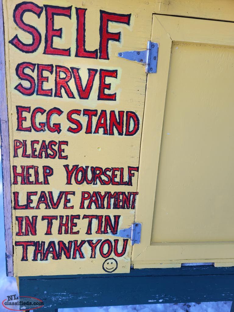 February's Eggs Sale Pynn's Brook, Newfoundland Labrador NL Classifieds